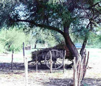 Cart Under a Tree