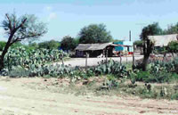 Farm House in a field of Pear-Cacti